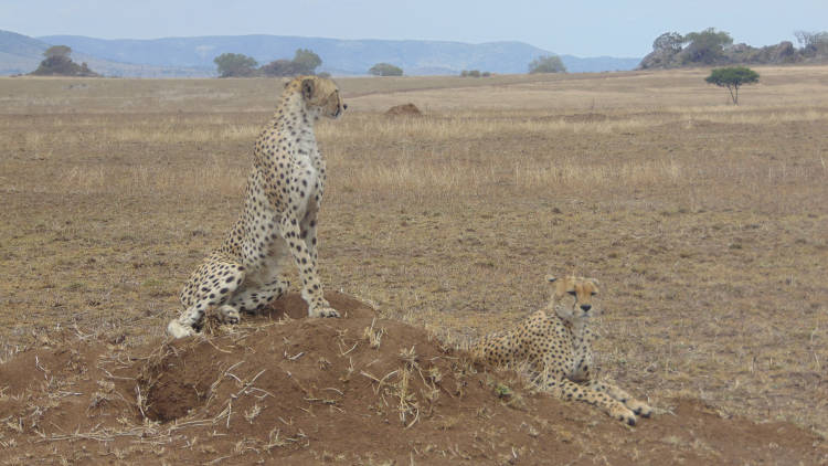 Maricky's Safaris - big five safari/maricky safaris cheetahs laying down serengeti