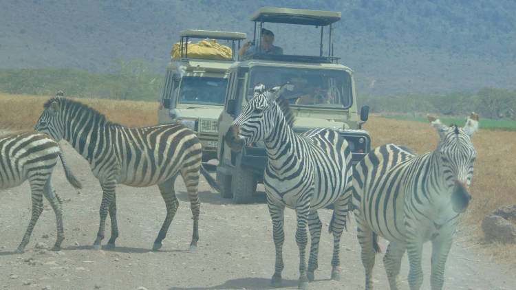 Maricky's Safaris - big five safari/maricky safaris zebras crossing road