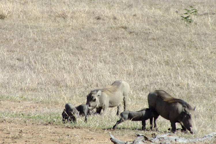 Maricky's Safaris - nyerere national park/marickys safaris nyerere national park warthogs