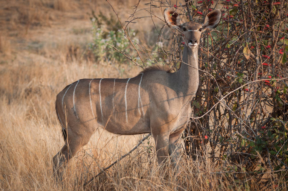 Maricky's Safaris - ruaha national park/marickys safaris ruaha female kudu